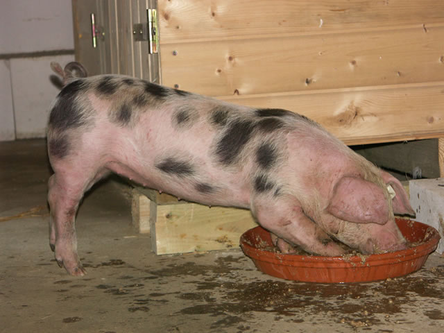 unsere-schweine 063.jpg