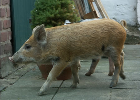 schweine im hof 057.jpg