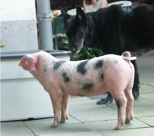 schweine im hof 086.jpg