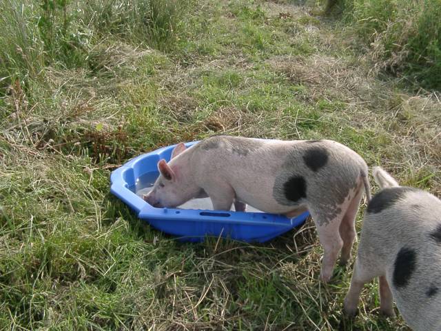 Hm, ein Pool.jpg