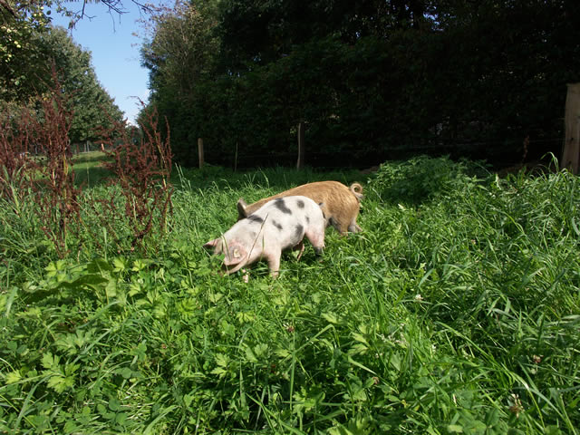 schweine auf grosser wiese 036.jpg