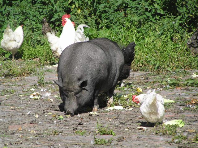 rudi findet huehner nett......jpg