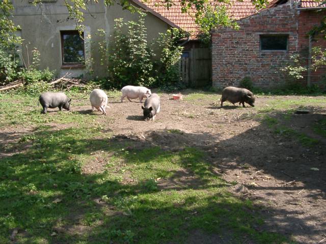 Schweinebande.jpg