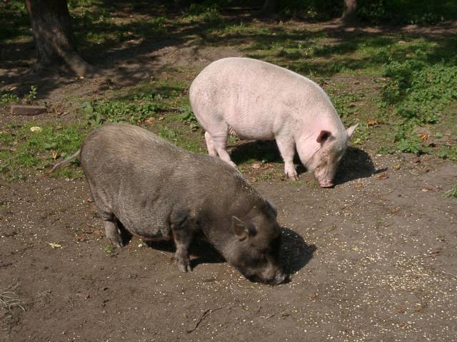 Schweine1.jpg