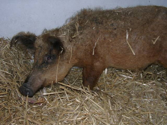 Wollschwein1.jpg