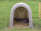 Willy in der Hütte.jpg