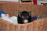 kleines Schwein daheim-1.jpg