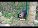 kleines Schwein daheim-4.jpg