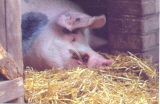 Kopie Schwein im Tierpark.jpg