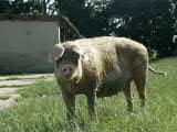 schweine heinsberg 2003 058.jpg
