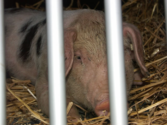 unsere-schweine 028.jpg