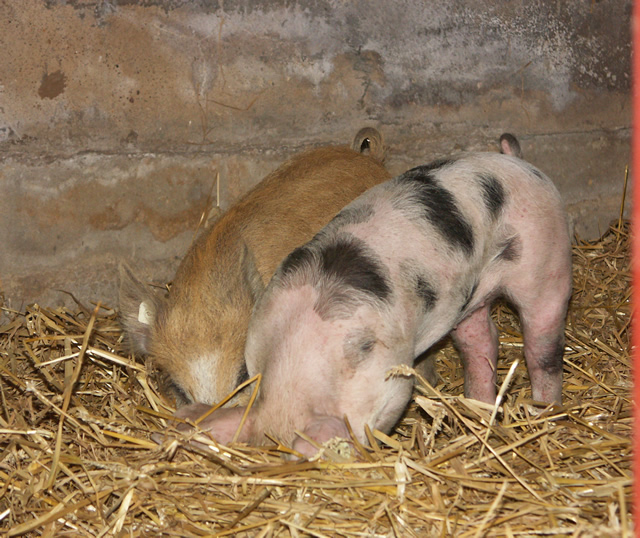 unsere-schweine 050.jpg