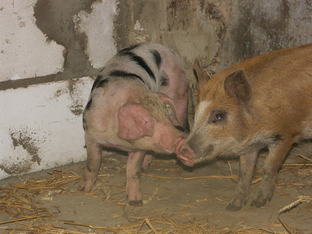 unsere-schweine 040.jpg