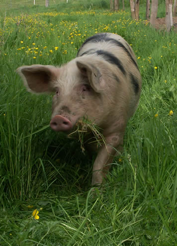 schweine-umweidung 089.jpg