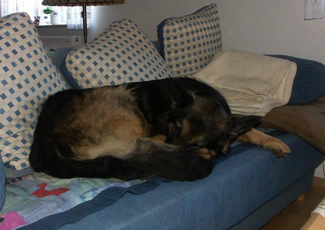 hunde05-2005 005.jpg