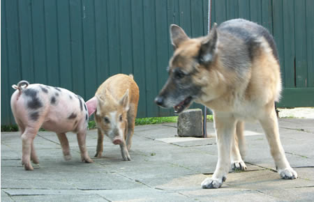 schweine im hof 059.jpg