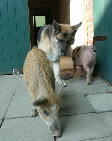 schweine im hof 066.jpg