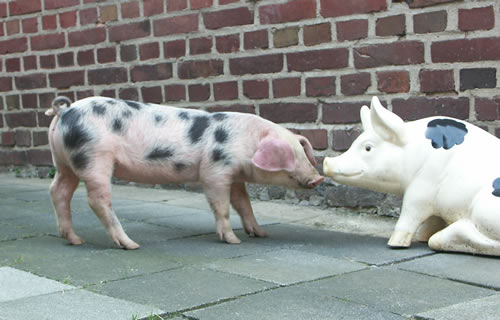 schweine im hof 080.jpg