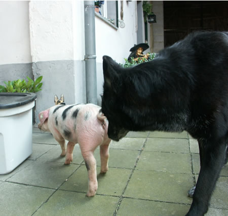 schweine im hof 085.jpg