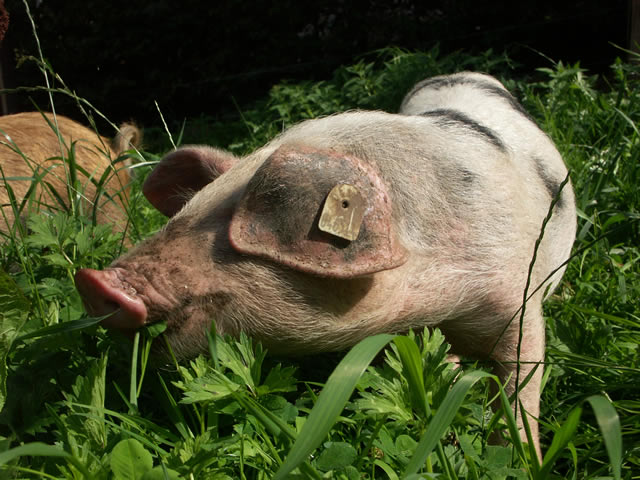 schweine auf grosser wiese 039.jpg