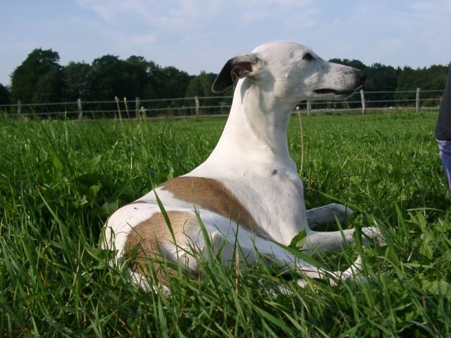 Whippet.jpg