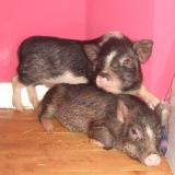 Timon & Pumba.jpg