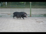 kleines Schwein daheim-3.jpg