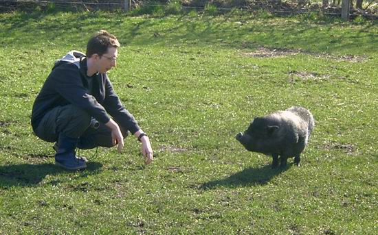 Kein Wildschwein.jpg