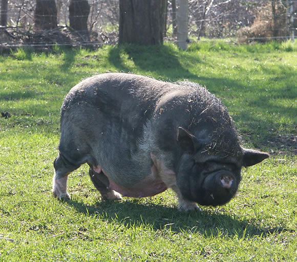 schweinefreunde-treffen.april2005 029.jpg