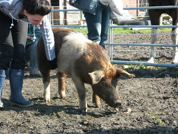 schweinefreunde-treffen.april2005 057.jpg