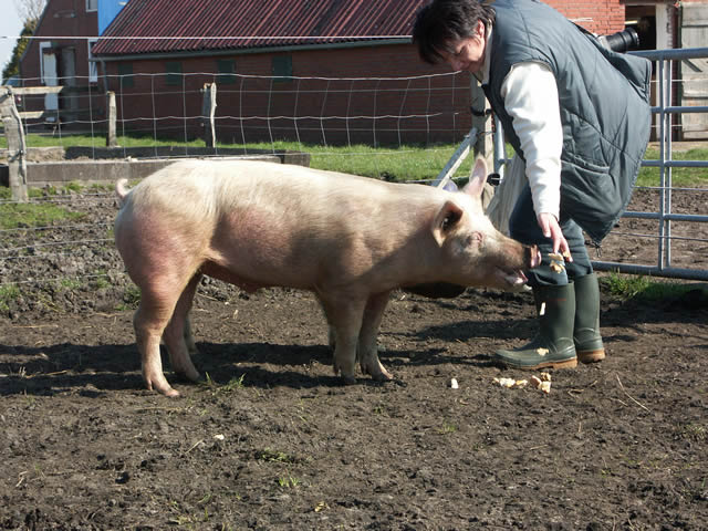 schweinefreunde-treffen.april2005 064.jpg