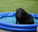 minischwein-pool.JPG