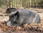 wildschwein-image001.jpg