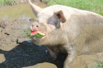 schweine-lieben-wassermelonen.JPG